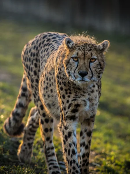 Портрет дикого патрулирования гепардов — стоковое фото