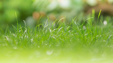 yeşil çimen dokusu arkaplanı