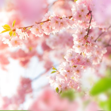 Pembe çiçekli bahar sınır arkaplanı