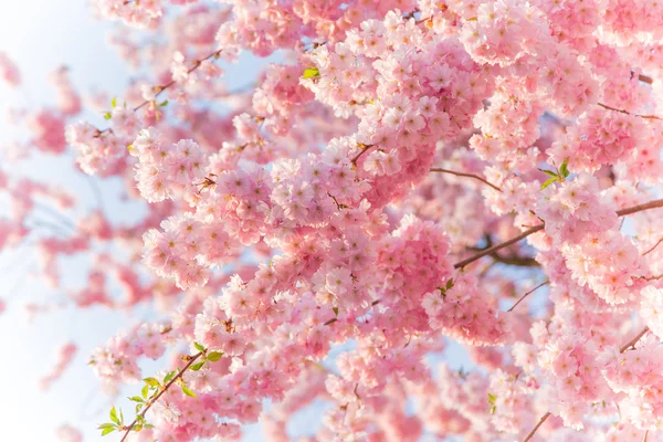 Spring border background with pink blossom — Stock Photo, Image