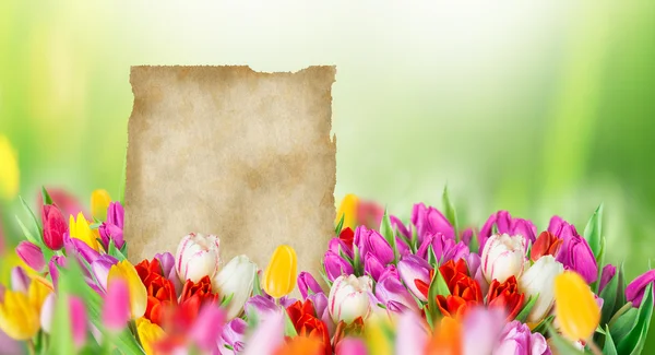Beautiful tulips bouquet with blank paper. — Stock Photo, Image