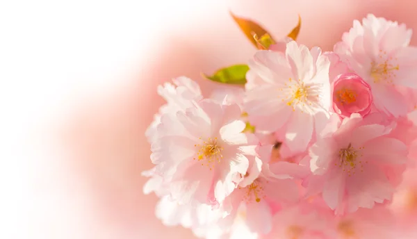 ピンクの花と春の境界線の背景 — ストック写真