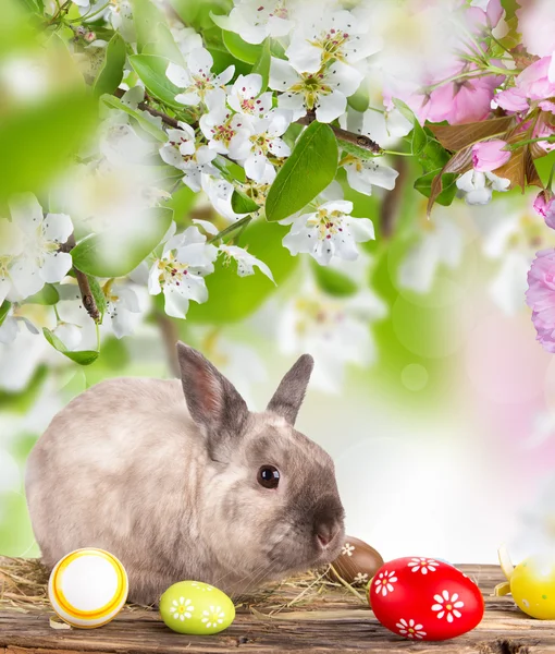 Funny little rabbit. Easter background. — Stock Photo, Image