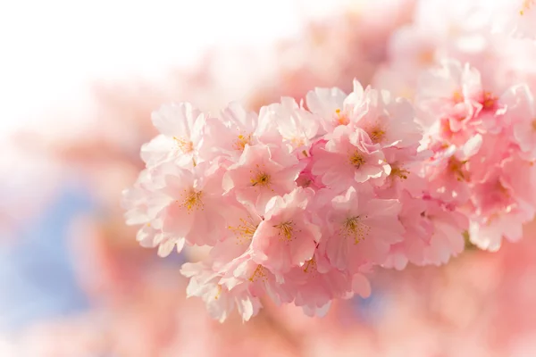 ピンクの花と春の境界線の背景 — ストック写真