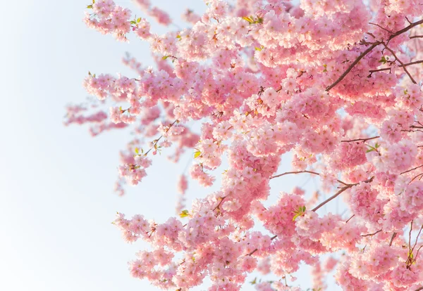 Spring border background with pink blossom — Stock Photo, Image