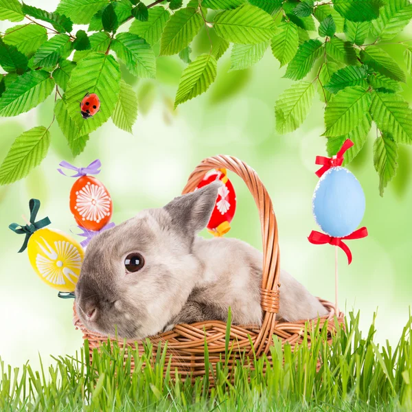 Funny little rabbit. Easter background. — Stock Photo, Image