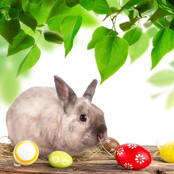 Funny little rabbit. Easter background. — Stock Photo, Image