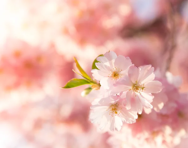 Fondo de borde de primavera con flor rosa —  Fotos de Stock