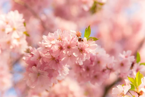 Fondo de borde de primavera con flor rosa —  Fotos de Stock