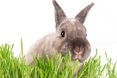 Komik küçük tavşan. Paskalya arka plan.