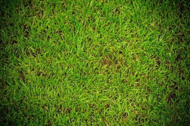 yeşil çim dokusu