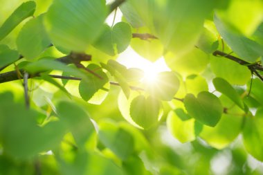 taze yeşil renkli yaprakları ile.