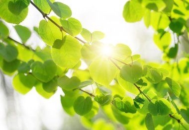 taze yeşil renkli yaprakları ile.