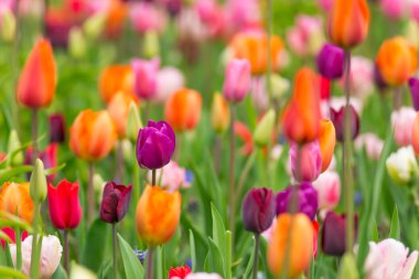 Güzel renkli lale, yakın çekim.