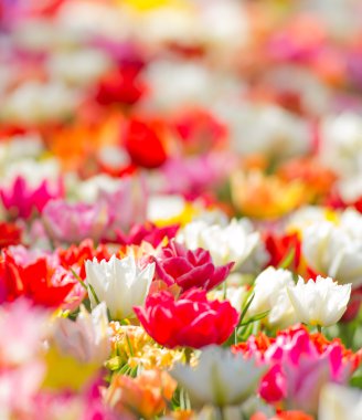 Güzel renkli lale, yakın çekim.