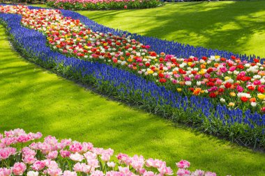 Güzel renkli lale, yakın çekim.