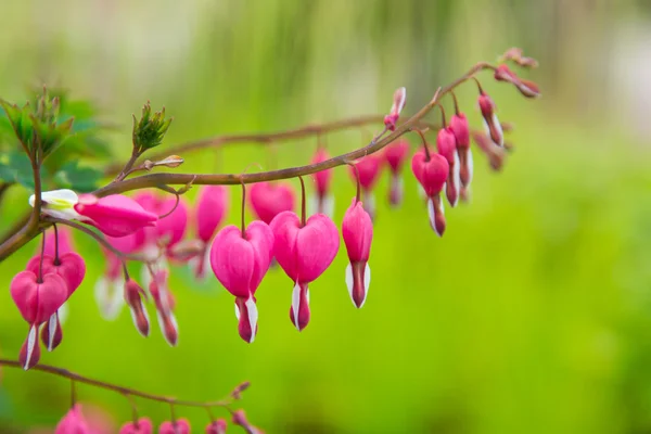 Belle fleur colorée, gros plan . — Photo