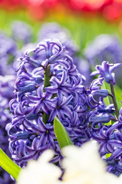 Gekleurde hyacinten groeien in de tuin. — Stockfoto