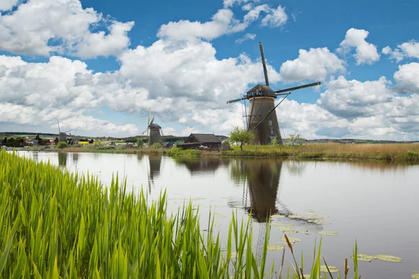 Lake vegetatie met traditionele windmolens. — Stockfoto