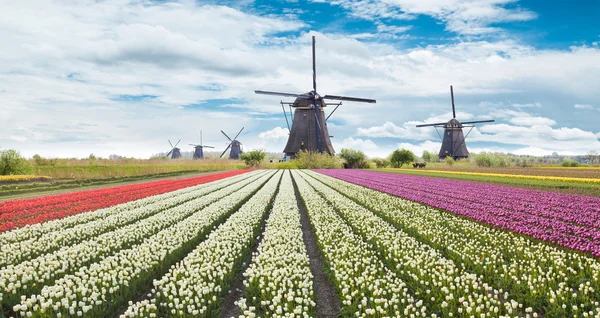 Mulino a vento con campo di tulipani in Olanda — Foto Stock