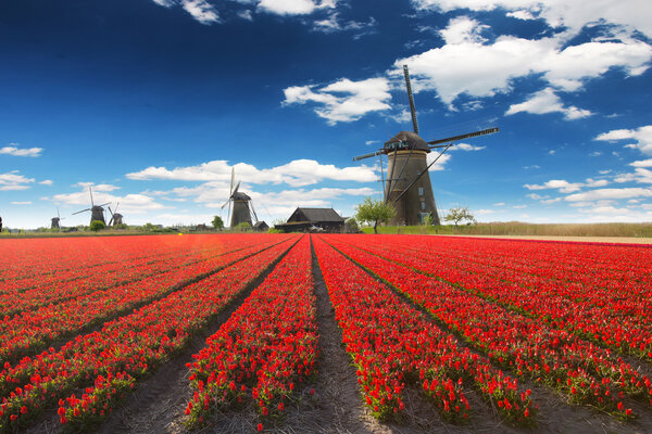 Ветряная мельница с тюльпановым полем в Голландии
