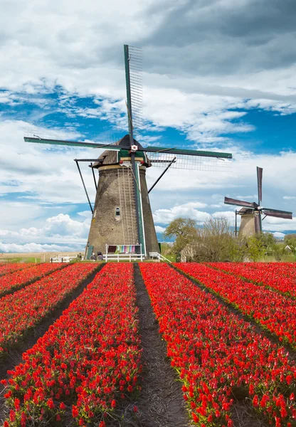 Väderkvarn med tulpan område i holland — Stockfoto