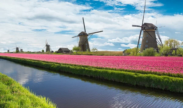 Větrný mlýn s polem Tulipán v Holandsku — Stock fotografie