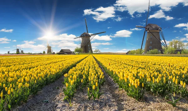 Moulin à vent avec champ de tulipes en Hollande — Photo