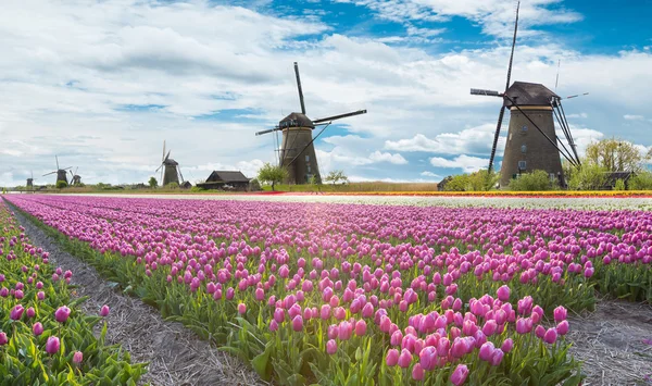 Windmühle mit Tulpenfeld in Holland — Stockfoto