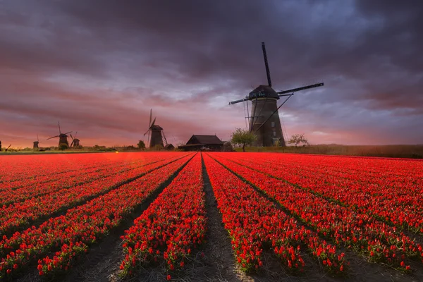 A tulipán mező a Holland szélmalom — Stock Fotó