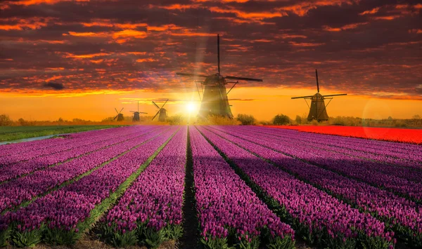 Větrný mlýn s polem Tulipán v Holandsku — Stock fotografie
