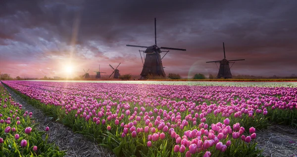 Molino de viento con campo de tulipán en Holanda — Foto de Stock