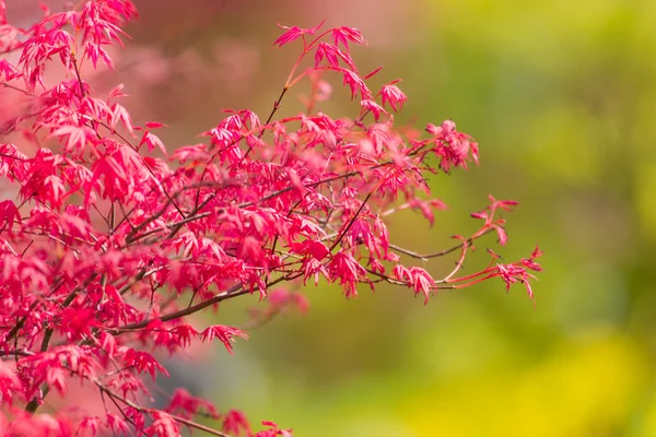 Verse groene achtergrond met bladeren. — Stockfoto