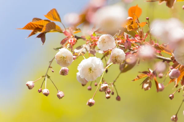 春天边框背景与白花 — 图库照片