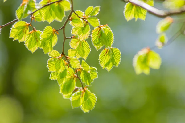 잎과 신선한 녹색 배경. — 스톡 사진