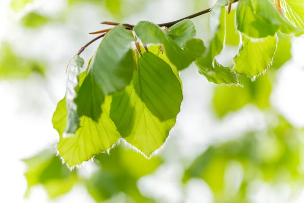 Verse groene achtergrond met bladeren. — Stockfoto