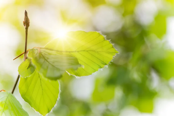 Färsk grön bakgrund med blad. — Stockfoto