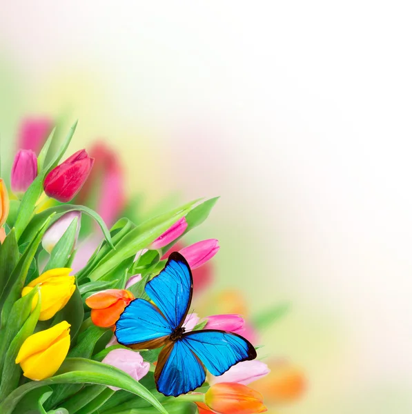 Beautiful tulips bouquet with butterflies — Stock Photo, Image