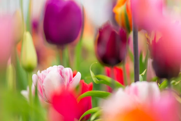 Krásné barevné tulipány, close-up. — Stock fotografie