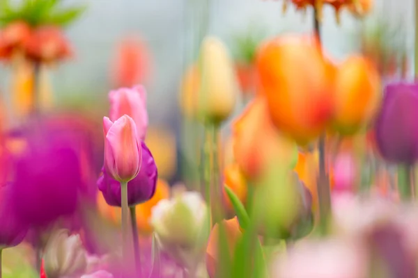 Mooie kleurrijke tulpen, close-up. — Stockfoto