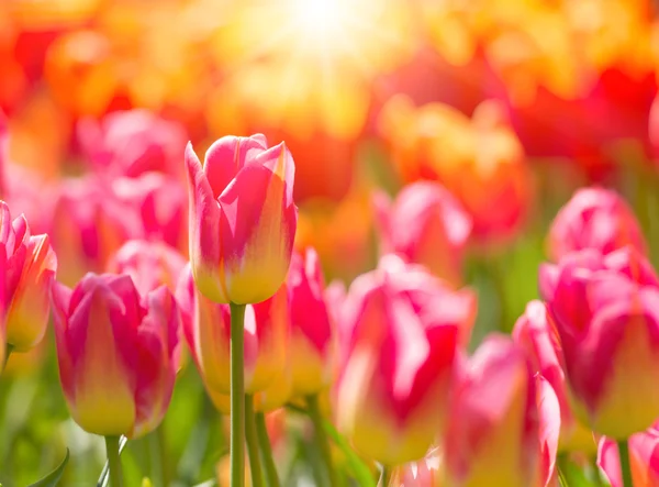 Krásné barevné tulipány, close-up. — Stock fotografie