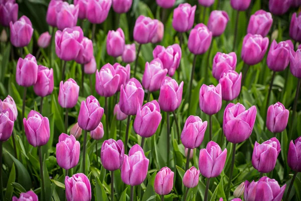 Mooie kleurrijke tulpen, close-up. — Stockfoto