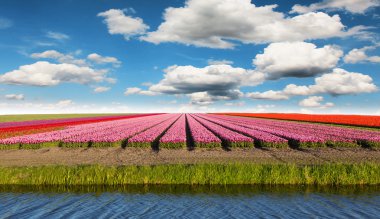 Hollanda'da renkli Lale alan