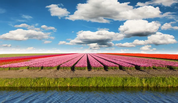 Barevný Tulipán pole v Holandsku — Stock fotografie