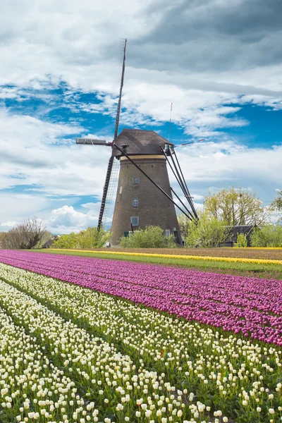 Větrný mlýn s polem Tulipán v Holandsku — Stock fotografie