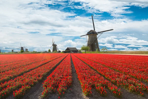 Větrný mlýn s polem Tulipán v Holandsku — Stock fotografie