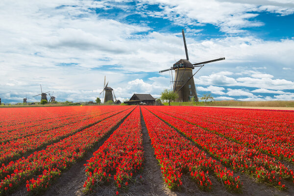 Ветряная мельница с тюльпановым полем в Голландии
