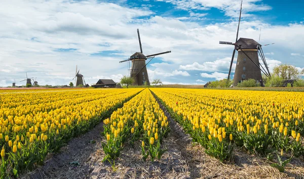 Väderkvarn med tulpan område i holland — Stockfoto