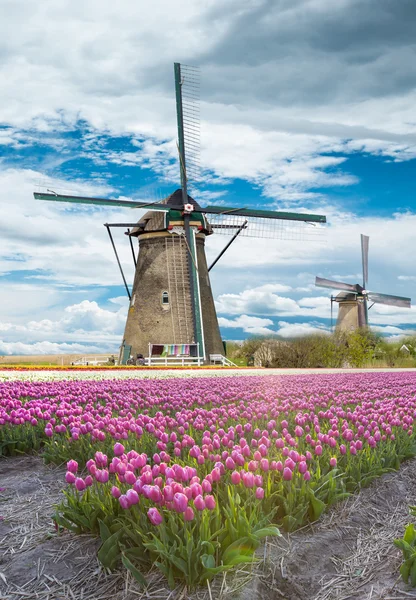 Moulin à vent avec champ de tulipes en Hollande — Photo