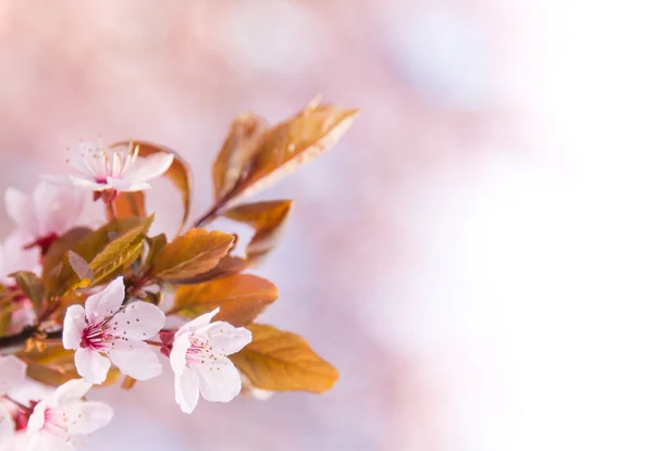Fundo da borda da primavera com flor rosa — Fotografia de Stock